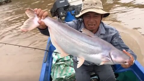 Fishing for Mekong Catfish - Unexpected Harvest on the Mighty River