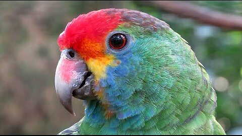 a parrot playing and having fun