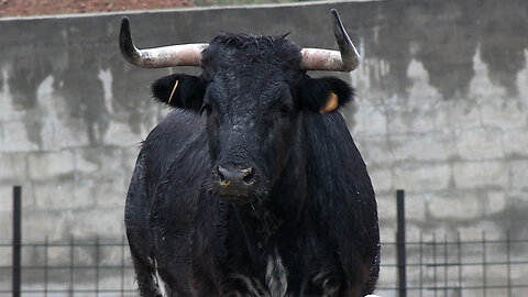 GANADERÍA DANI MACHANCOSES
