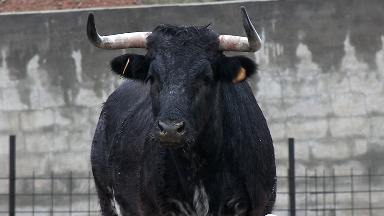 GANADERÍA DANI MACHANCOSES