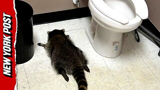 Drunk raccoon goes on booze-fueled rampage in Virginia liquor store