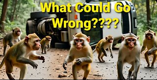 Escaped 'Aggressive' Lab Monkey Terrorizes Mississippi After Truck Crash!