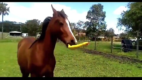 CONTAGIOUS JOY - DAILY DEVOTIONAL ❤️