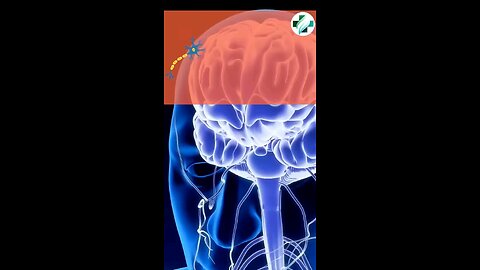 BEST FOOD FOR NERVES SYSTEM