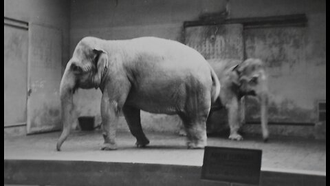 Chicago Brookfield Zoo 1956