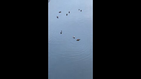 Mallard Ducks 🦆 #shorts #followme #viral #trending #mallardducks #ducks #duck