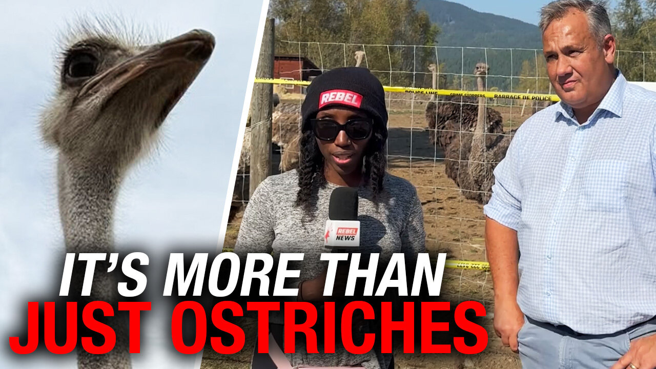 Federal Party leader links B.C. Ostrich battle to Freedom Convoy fight
