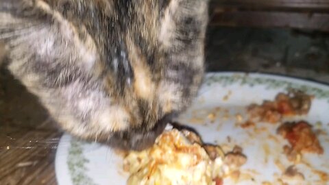 Kitty Cat Loves Lasagna Meowbang