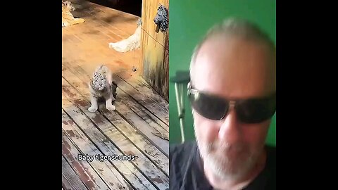 Little Baby Tigers are SO CUTE OMG