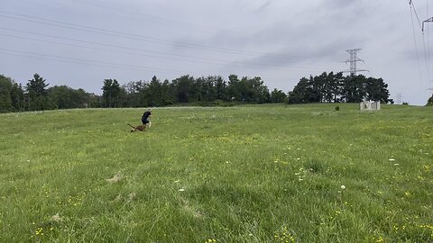 Belgian Malinois