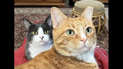 Episode 3024 CWSA 11/20/25