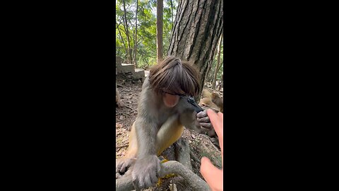 Funny monkey Man