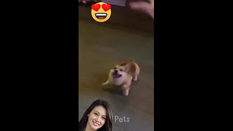 Funny Animal Videos