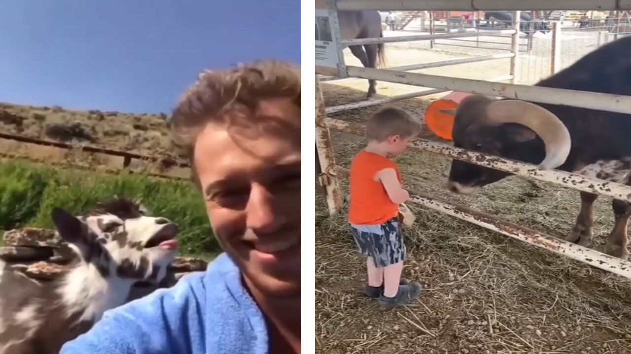 Funny animals