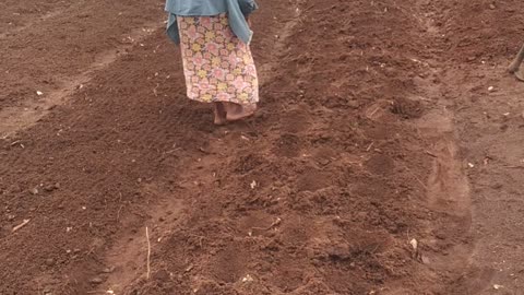 Beens seed planting in farm