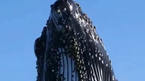 🐋🌊 This Whale Surfaced So Calmly… The Ocean Felt Silent ✨