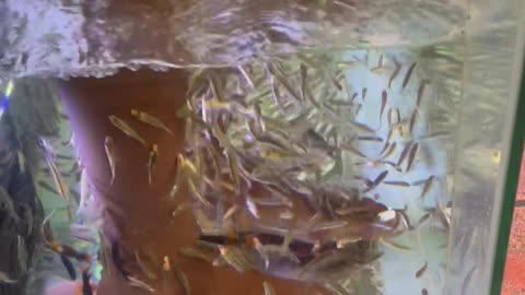 Girlfriend Gets Fish Pedicure In Bangkok