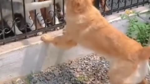 A Joyful Pack of Dogs Exploring the Outdoors"