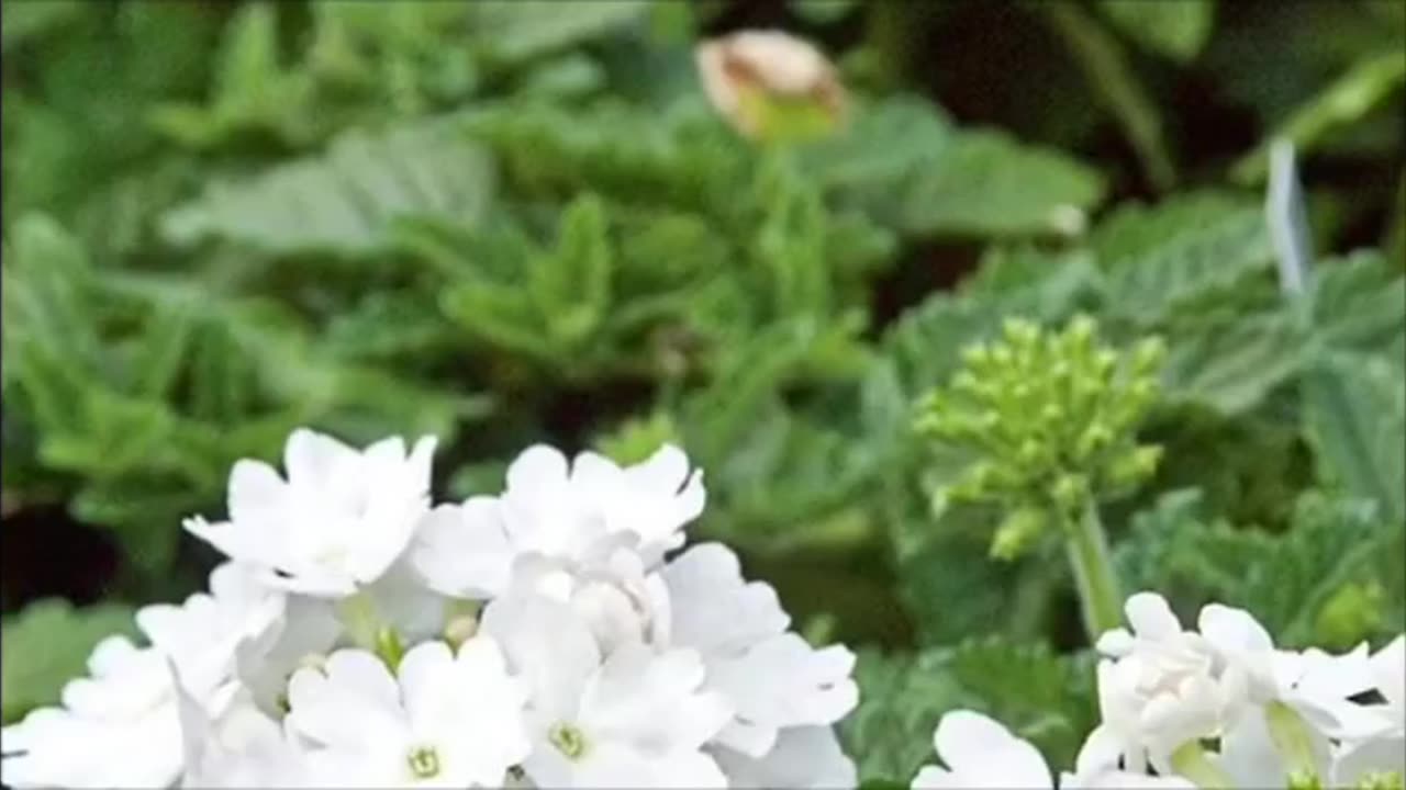Best winter flowers,top 10 winter flower