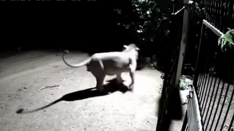 Lion VS Dog