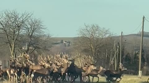 Hungarian Deer Herd On New Year's Day