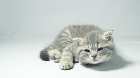 Sleepy kitten watching a toy behind the camera