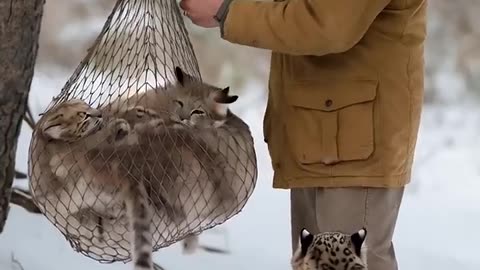 The smart snow leopard called the old man to rescue the cubs caught in the net