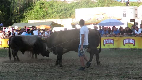 Sultan od Radića vs Brizan od Tentića Batin 2024