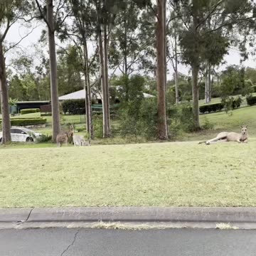 Kangaroo diaries only in Australia 🇦🇺