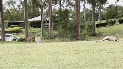 Kangaroo diaries only in Australia 🇦🇺