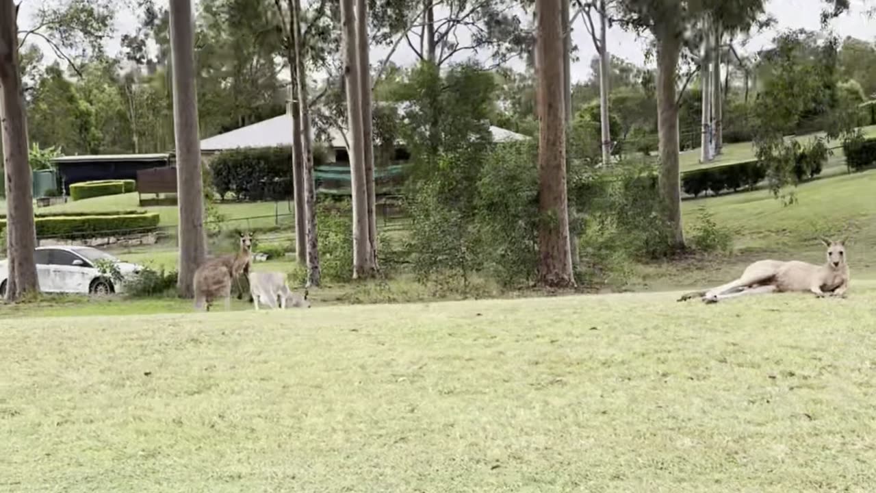 Kangaroo diaries only in Australia 🇦🇺