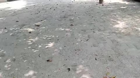 Nature Playday: Our Tree, Our Playground