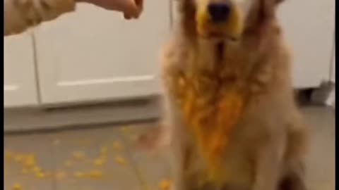 Kids Playing with Dogs and Cats | Cute Baby & Pet Friendship Moments 🐶🐱