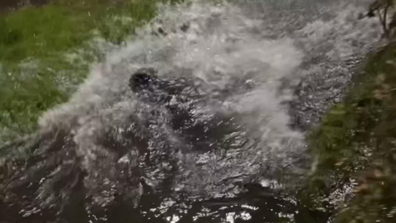 Front Flip Into a Puddle