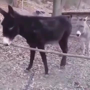 Two Dumb Asses and One Smart Ass