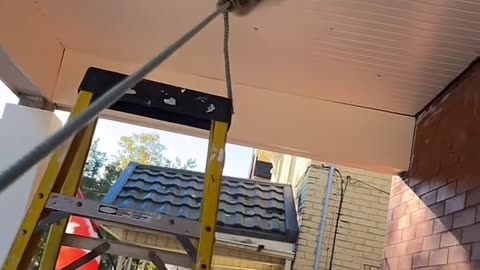 🤪 Raccoon's Hilarious Ceiling Fixture Fail! | FunFM