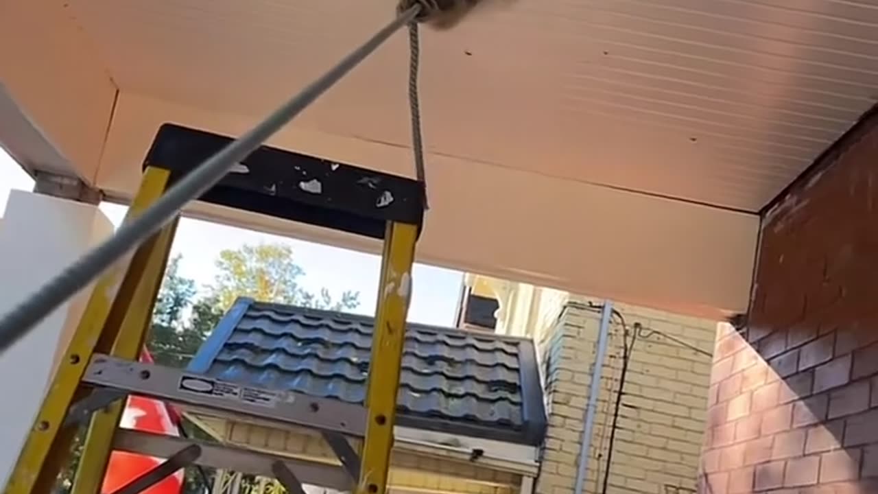 🤪 Raccoon's Hilarious Ceiling Fixture Fail! | FunFM