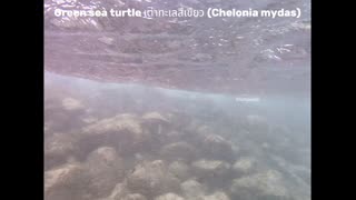 Green Sea Turtles