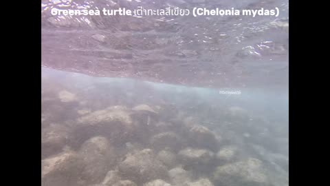 Green Sea Turtles