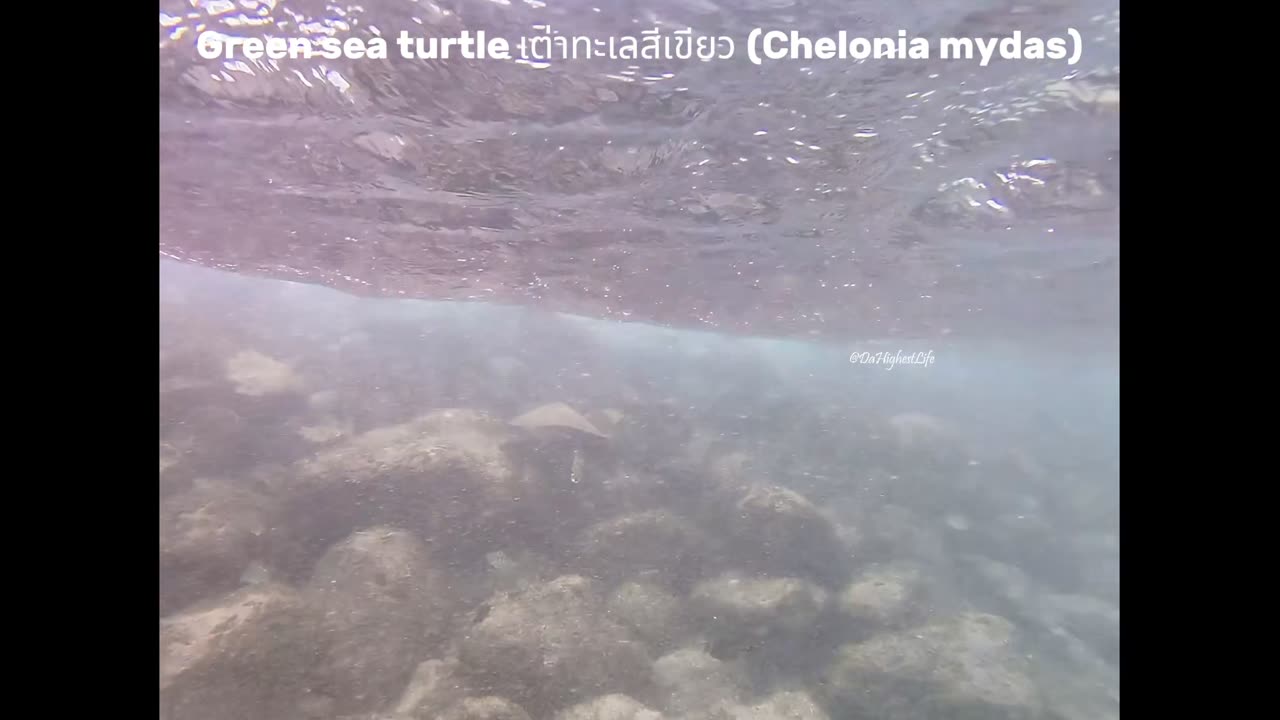 Green Sea Turtles