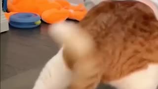 Breaking: Dj Looks 😎😻🙀 #viral #youtube #trendingshorts #pets #meow #cat #dj