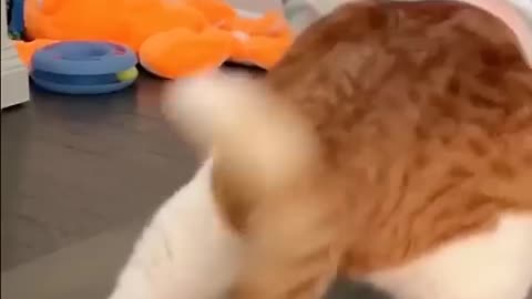 Breaking: Dj Looks 😎😻🙀 #viral #youtube #trendingshorts #pets #meow #cat #dj