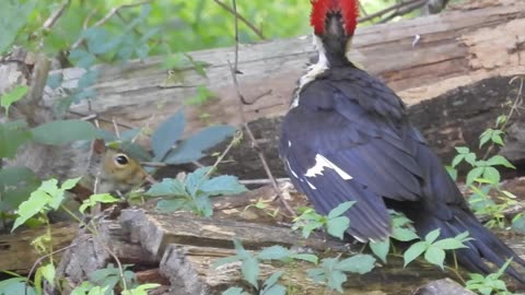Pileated Woodpecker upset by Squirrel #pileatedwoodpecker