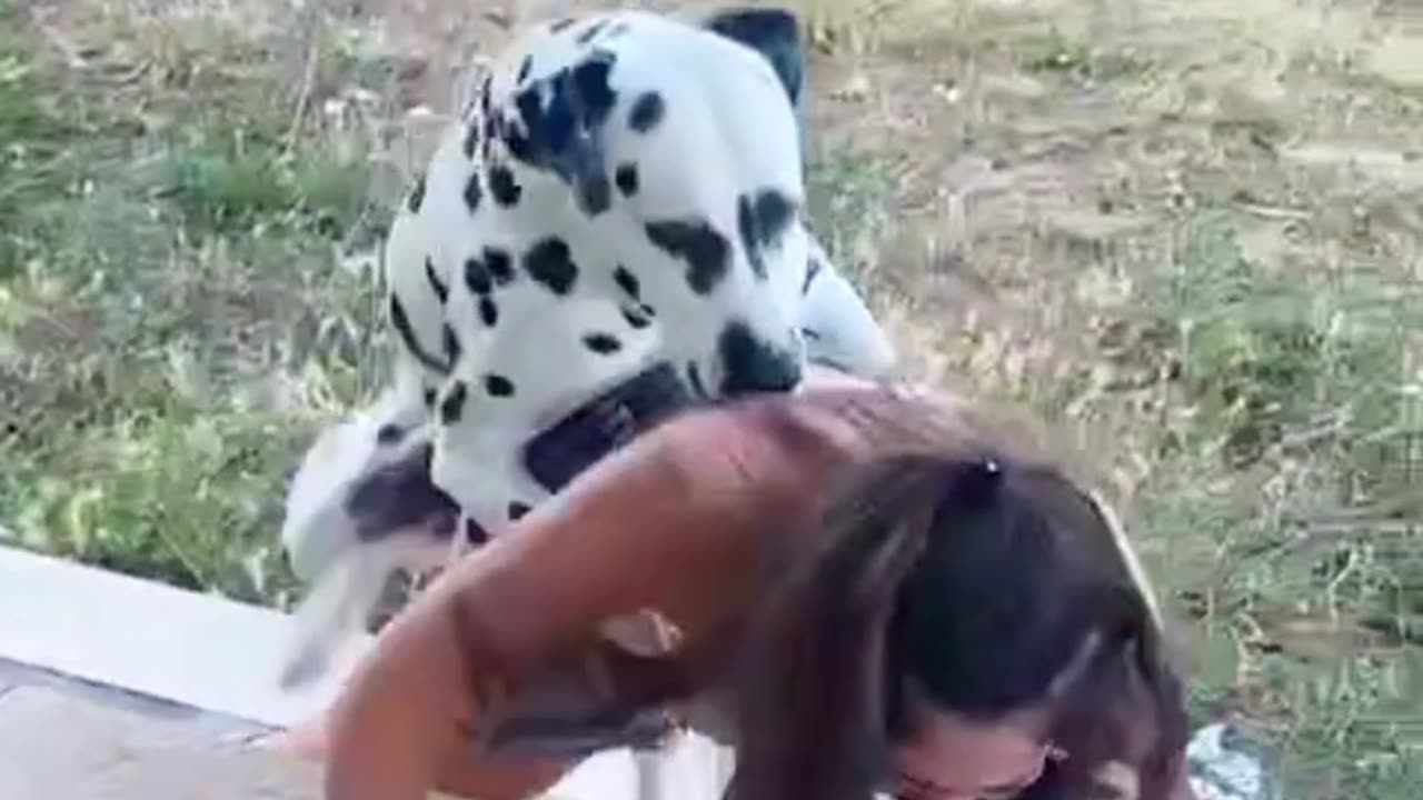 🚨 Stunning Dalmatian playing with her owner