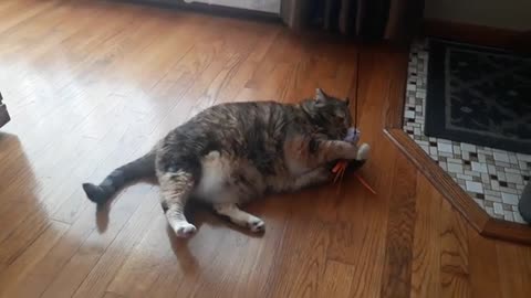 This Cat’s Playtime Is Too Cute to Handle