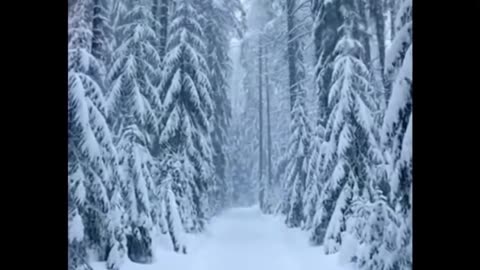 Snow Blizzard Sounds Heavy Wind | Winter Storm Trees & Icy Road Driving | White Noise Sleep Ambience