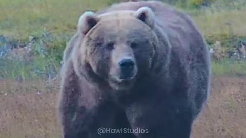 Fat bear walking on morning grass #fat #bear #morning #grass #huge #giant #nature #wildlife HA78515