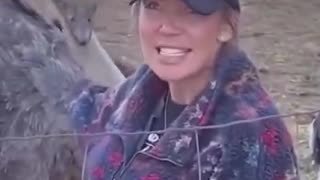 The real reason the Canadian Government killed all those ostriches