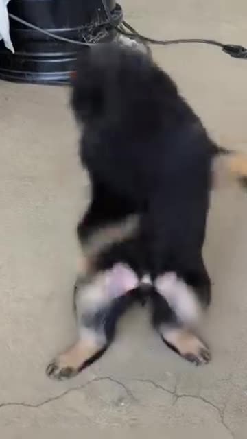 Funny dog 😂 video 😅 funny dance