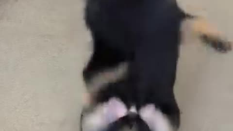 Funny dog 😂 video 😅 funny dance